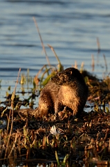 David Plant Photography - Wildlife Photography - Otter - C